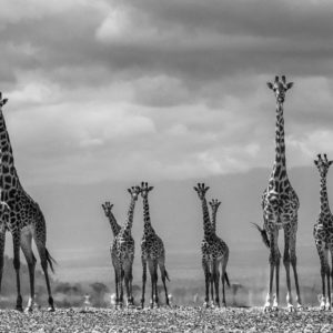 Giraffe City by David Yarrow